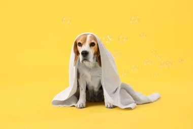 Sarı arka planda sabun köpüğü ve havlusu olan sevimli Beagle köpeği.