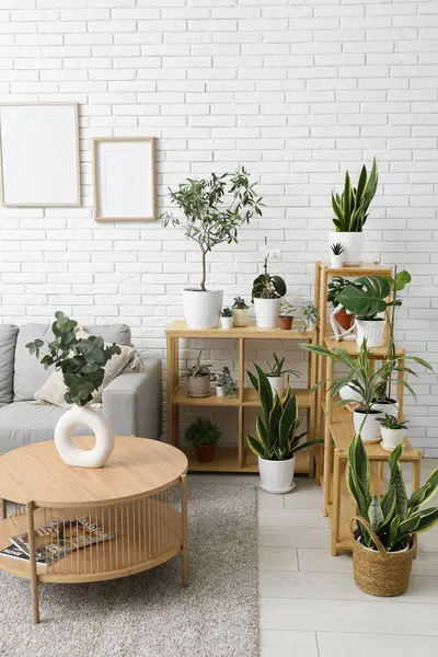 Interior of modern living room with coffee table and different houseplants on shelves