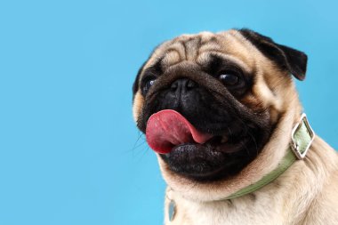 Mavi arka planda sevimli pug dog, yakın plan. Diş Konsepti