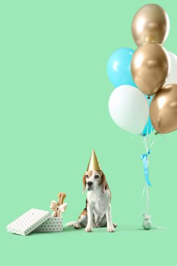 Yeşil arka planda doğum günü şapkası, hediyesi ve hava balonları olan sevimli Beagle köpeği.
