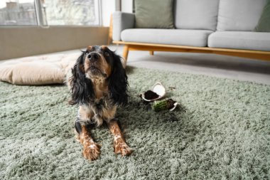 Evdeki yeşil halıda kırık saksısı olan yaramaz cocker spaniel.