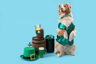 Mavi arka planda birası olan, yelekli şirin Avustralyalı çoban köpeği. Aziz Patrick Günü kutlaması