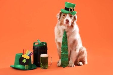 Cüce cüce şapkalı, turuncu arka planda birası olan şirin Avustralya çoban köpeği. Aziz Patrick Günü kutlaması