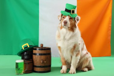 İrlanda bayrağına karşı cüce şapkalı Avustralya çoban köpeği. Aziz Patrick Günü kutlaması
