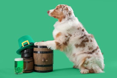 Yeşil arka planda bira fıçıları olan Avustralya çoban köpeği. Aziz Patrick Günü kutlaması