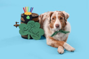 Mavi arka planda kart ve fıçıyla şirin bir Avustralya çoban köpeği. Aziz Patrick Günü kutlaması