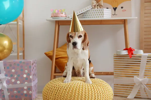 自宅で誕生日を祝うパーティーハットと愛らしいビーグル犬 — ストック写真
