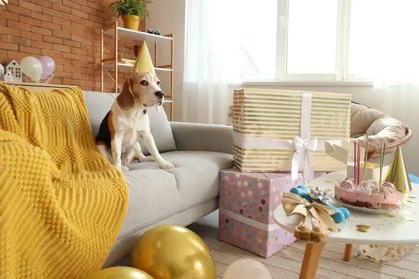 自宅で誕生日を祝うパーティーハットとかわいいビーグル犬 — ストック写真
