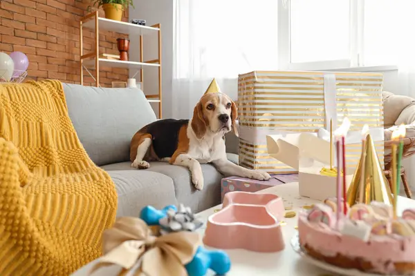 自宅で誕生日を祝うパーティーハットとかわいいビーグル犬 — ストック写真