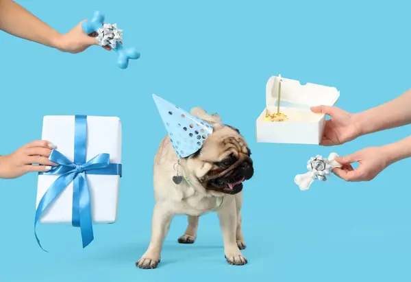 青い背景に誕生日プレゼントを保持するパーティーハットと女性の手とかわいいパグ犬 — ストック写真