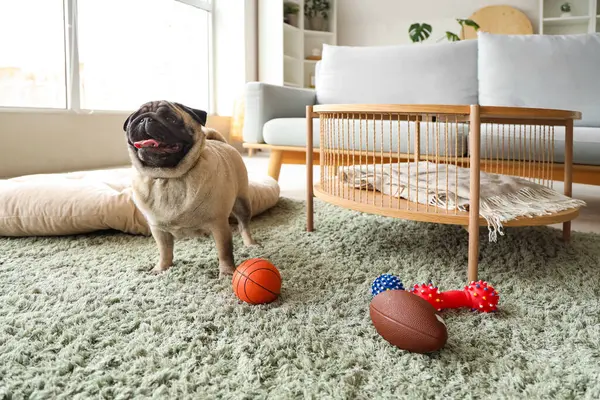 Cute pug dog with toys on green carpet at home