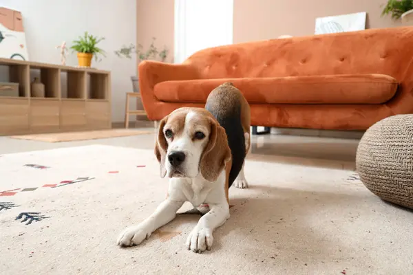 Cute Beagle dog on beige carpet at home