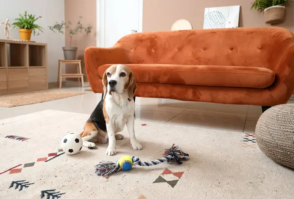 Cute Beagle dog with toys on beige carpet at home