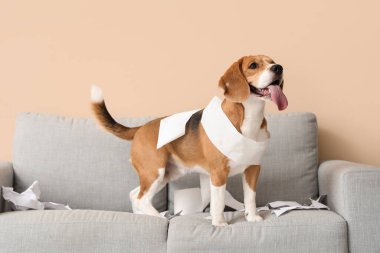 Pis oturma odasındaki kanepenin üstünde yırtık kağıtlı yaramaz Beagle köpeği.