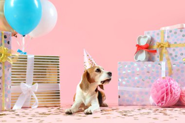 Doğum günü şapkası, hediyeleri ve pembe arka planda hava balonları olan sevimli Beagle köpeği.