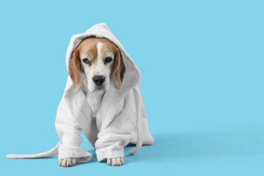 Mavi arka planda bornozlu sevimli Beagle köpeği.