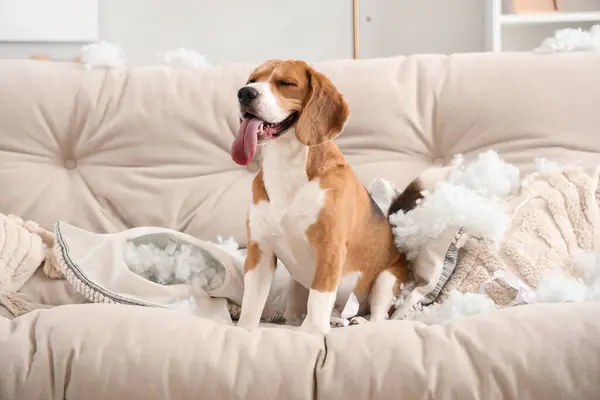 Naughty Beagle dog with torn pillows sitting on sofa in messy living room