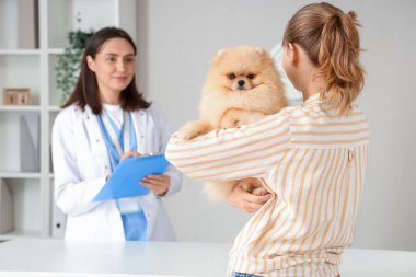 Sahibi, Pomeranian köpeğini klinikteki veteriner randevusuna getirmiş.