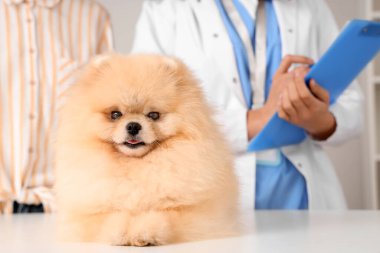 Veteriner kliniğindeki beyaz masadaki şirin Pomeranya köpeği.