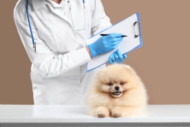 Beyaz masada beyaz arka planda sevimli Pomeranian köpeği olan kadın veteriner.