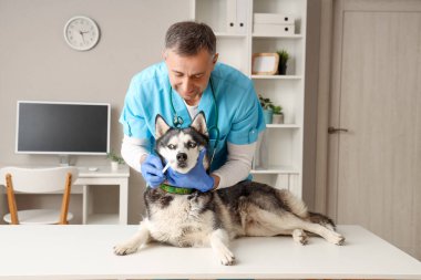 Klinikte şirin köpekli ve diş fırçalı bir erkek veteriner.