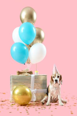 Doğum günü şapkalı sevimli Beagle köpeği, hava balonları ve pembe arka planda hediyeler.