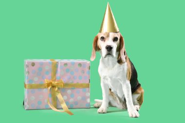 Yeşil arka planda doğum günü şapkası ve hediyesi olan sevimli Beagle köpeği.