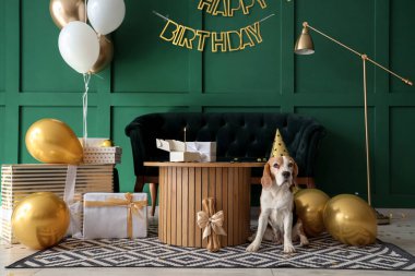 Parti şapkalı sevimli Beagle köpeği evde doğum gününü kutluyor.