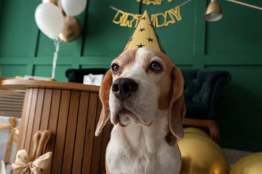Doğum günü partisi için dekore edilmiş parti şapkalı sevimli Beagle köpeği.
