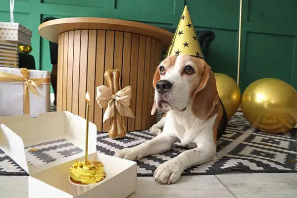 誕生日パーティーのために装飾された部屋でパーティーハットとかわいいビーグル犬 — ストック写真