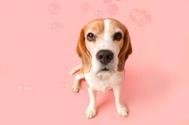 Komik Beagle köpeği ve pembe arka planda sabun köpükleri