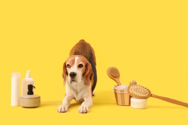 Sarı arka planda banyo aksesuarları olan sevimli Beagle köpeği.