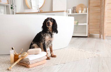 Banyoda duş malzemesi olan şirin bir cocker spaniel.