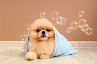 Kahverengi duvarın yanında havluya sarılı sabun köpüğü olan sevimli bir köpek.