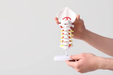 Erkek doktor gri arka planda omurga modeli tutuyor.