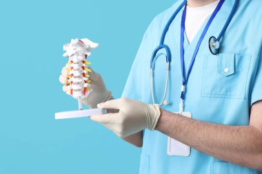 Erkek doktor mavi arka planda omurga modelini tutuyor.