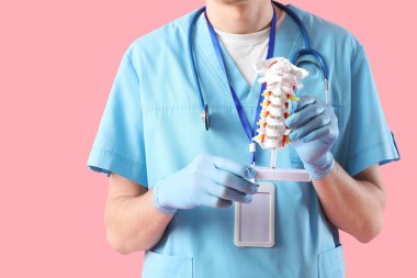 Erkek doktor pembe arka planda omurga modeli tutuyor.