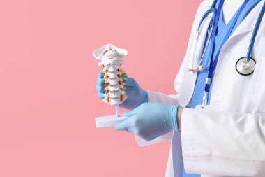 Erkek doktor pembe arka planda omurga modeli tutuyor.