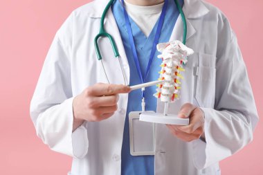 Erkek doktor pembe arka planda omurga modeliyle omurilik anatomisi gösteriyor.