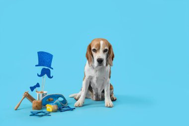 Mavi arka planda Purim tatili için dekorasyonu olan sevimli Beagle köpeği.