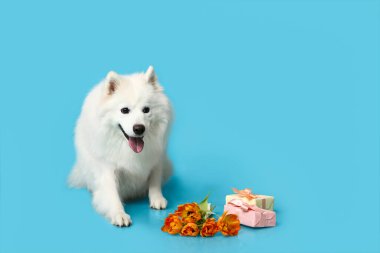 Mavi arka planda laleleri ve hediye kutuları olan şirin bir köpek.