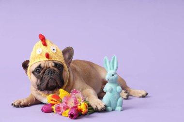 Güzel laleleri ve leylak arka planında oyuncak tavşanı olan piliç şapkalı sevimli Fransız bulldog. Paskalya kutlaması
