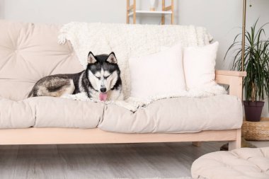 Evdeki kanepede sevimli Husky köpeği.