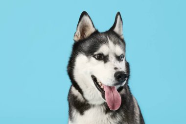 Mavi arka planda sevimli Husky köpeği
