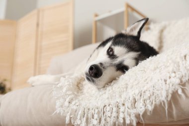 Evdeki kanepede sevimli Husky köpeği.