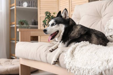 Evdeki kanepede sevimli Husky köpeği.