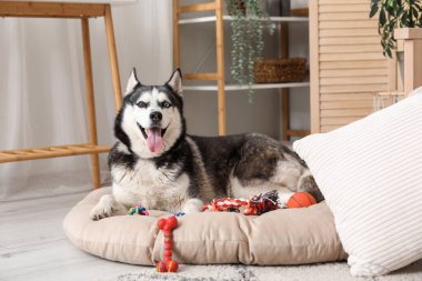 Evcil hayvan yatağındaki sevimli Husky köpeği.