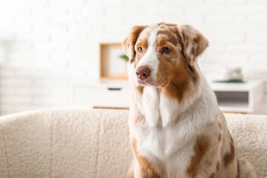 Şirin Avustralya çoban köpeği evde, yakın plan.