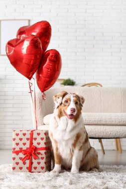 Şirin Avustralya çoban köpeği ve evde balonları var. Sevgililer Günü kutlaması