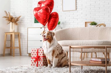 Şirin Avustralya çoban köpeği ve evde balonları var. Sevgililer Günü kutlaması